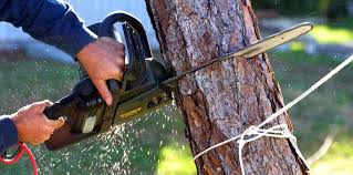Best Tree Health Inspection  in Ardmore, PA