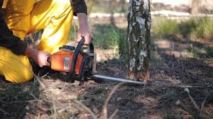 Best Commercial Tree Services  in Ardmore, PA