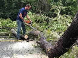 Best Lot and Land Clearing  in Ardmore, PA