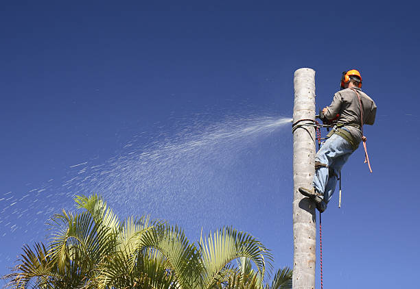 Best Tree Risk Assessment  in Ardmore, PA