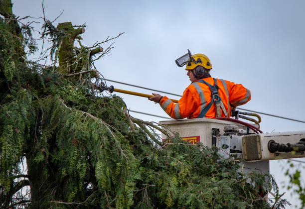 How Our Tree Care Process Works  in  Ardmore, PA