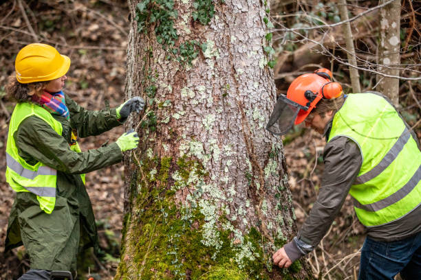Ardmore, PA Tree Care Company