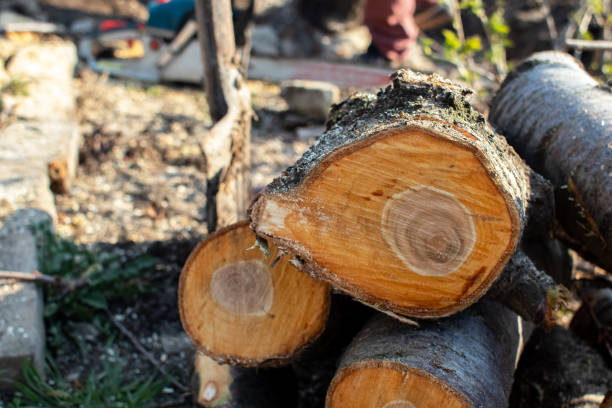 Best Root Management and Removal  in Ardmore, PA